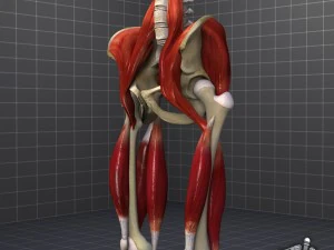 pelvis muscular group 3D Model