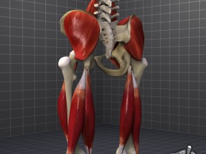pelvis muscular group 3D Модель