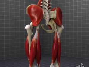 pelvis muscular group 3D Model