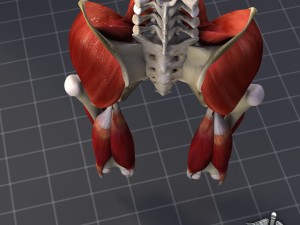 pelvis muscular group 3D Модель