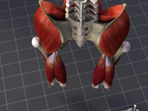 pelvis muscular group 3D Model
