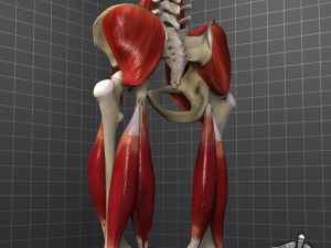 pelvis muscular group 3D Модель