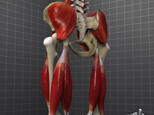pelvis muscular group 3D Model