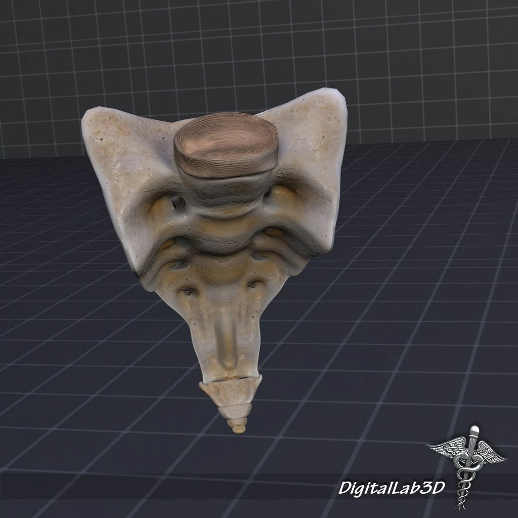 human sacrum vertebrae 3D Model .c4d .max .obj .3ds .fbx .stl .blend