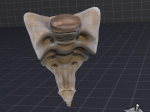 human sacrum vertebrae 3D-Modell