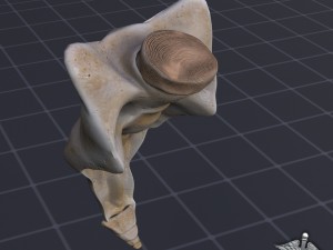 human sacrum vertebrae Modello 3D