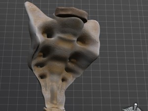human sacrum vertebrae Modello 3D