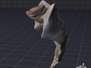 human sacrum vertebrae Modello 3D