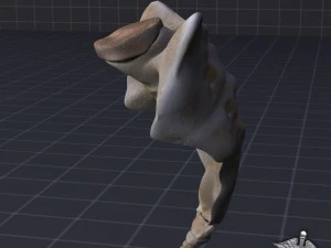 human sacrum vertebrae 3D Model