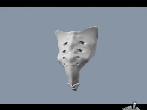human sacrum vertebrae Modello 3D