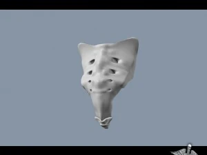 human sacrum vertebrae 3D Model