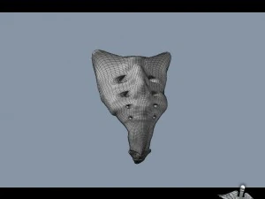 human sacrum vertebrae 3D Model