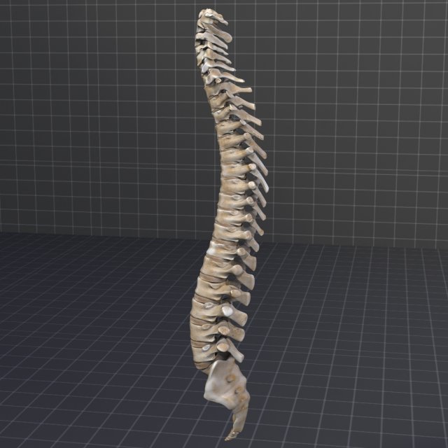 human vertebral column 3D Модель .c4d .max .obj .3ds .fbx .stl .blend 
