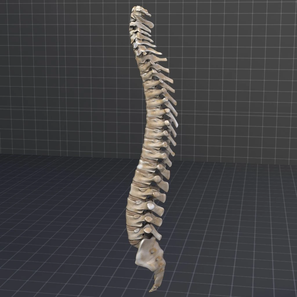human vertebral column 3D Model .c4d .max .obj .3ds .fbx .stl .blend 