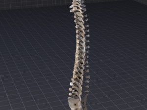 human vertebral column 3D Модель