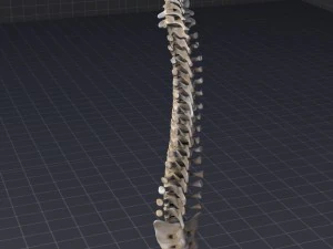 human vertebral column 3D Model
