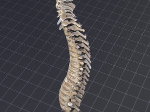human vertebral column 3D Модель