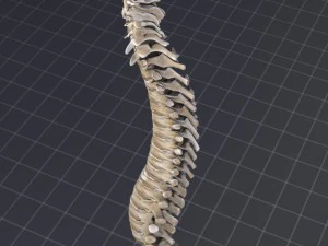 human vertebral column 3D Model