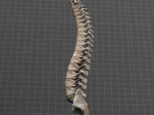 human vertebral column 3D Модель