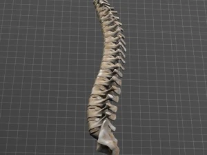 human vertebral column 3D Model
