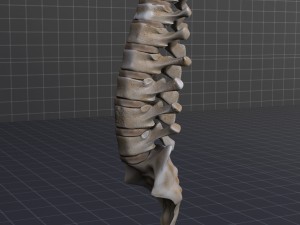 human vertebral column 3D Модель