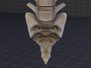 human vertebral column 3D Модель