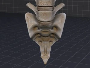 human vertebral column 3D Model