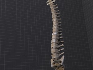 human vertebral column 3D Модель