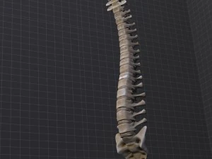 human vertebral column 3D Model