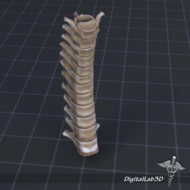 human thoracic vertebrae Modelo 3D .c4d .max .obj .3ds .fbx .stl .blend 