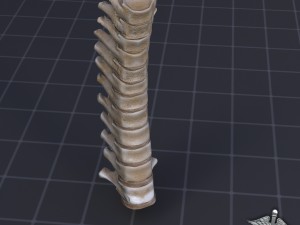 human thoracic vertebrae 3D Модель