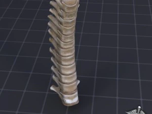 vertebre toraciche umane Modello 3D