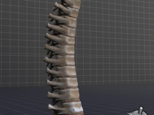 human thoracic vertebrae Modelo 3D