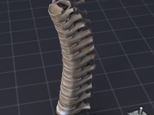 human thoracic vertebrae Modelo 3D