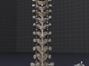 human thoracic vertebrae Modelo 3D