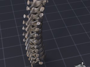 human thoracic vertebrae Modelo 3D