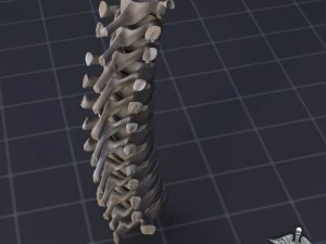 vertebre toraciche umane Modello 3D