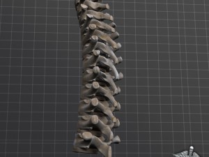human thoracic vertebrae Modelo 3D
