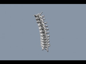 human thoracic vertebrae Modelo 3D