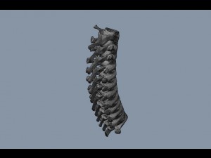 human thoracic vertebrae Modelo 3D