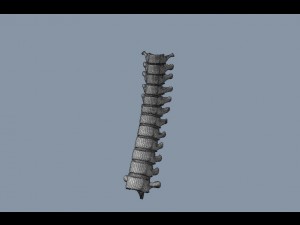 human thoracic vertebrae Modelo 3D