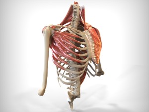 human upper skeletal and connecting muscles Modèle 3D