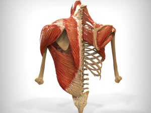 human upper skeletal and connecting muscles 3D Model