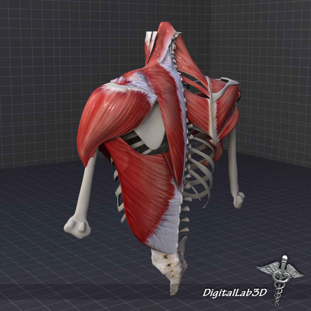 Мышцы 3д модель. Задние лапы мышцы 3д. Models skeletal connective t muscular arteriar.