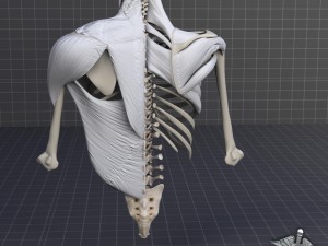 human upper skeletal and connecting muscles Modèle 3D