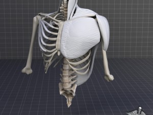 human upper skeletal and connecting muscles Modèle 3D
