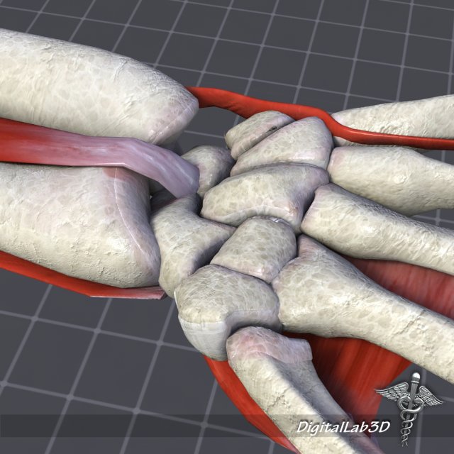 human wrist bone structure Modèle 3D .c4d .max .obj .3ds .fbx .stl .blend 