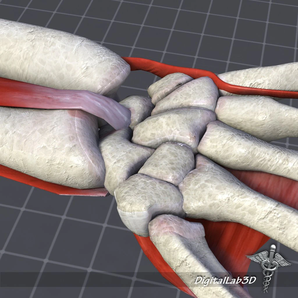 human wrist bone structure 3D Model .c4d .max .obj .3ds .fbx .stl .blend 