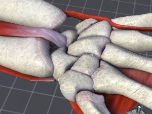 human wrist bone structure 3D Model