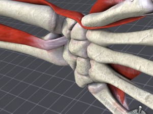human wrist bone structure Modèle 3D